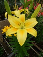 [5004 Summer Breeze No02.JPG]